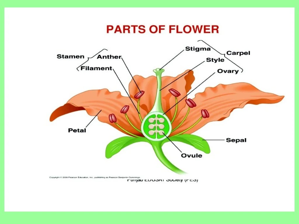 What does flowers do for the plant