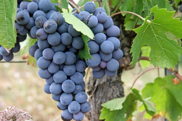 Black grapes nutrition facts