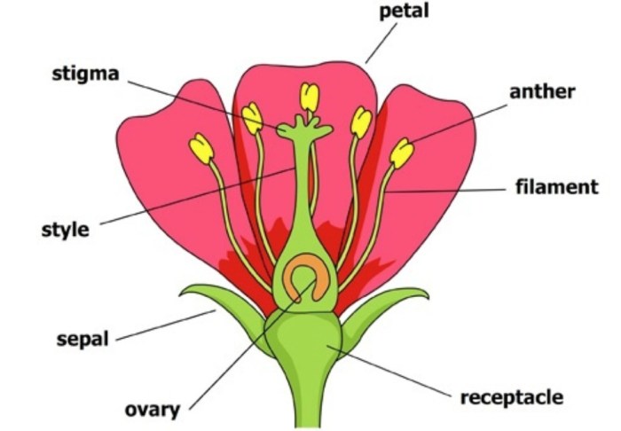 What does flowers do for the plant