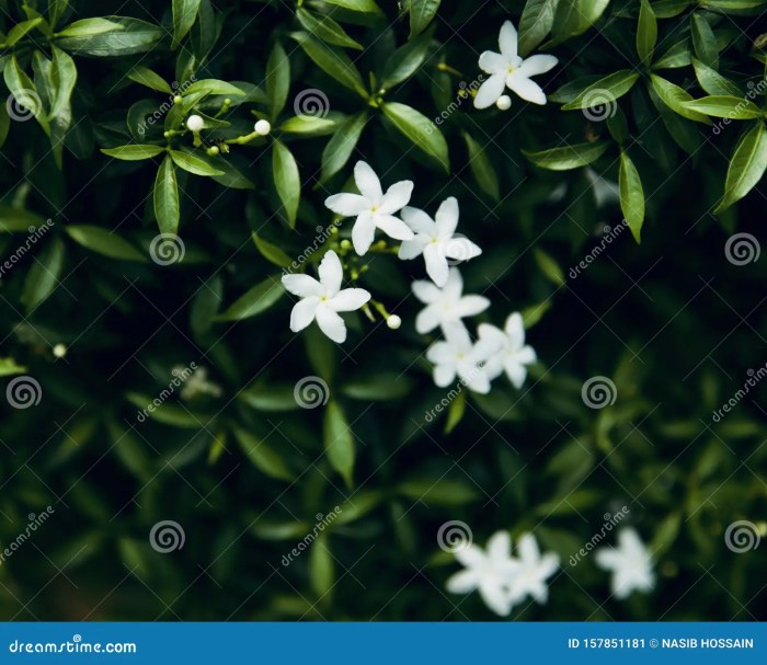 Green plant with small white flowers