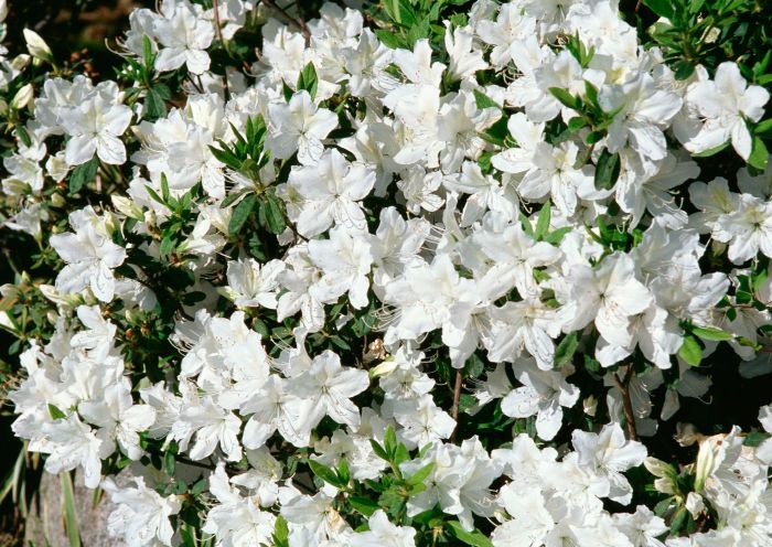 Green plant with small white flowers